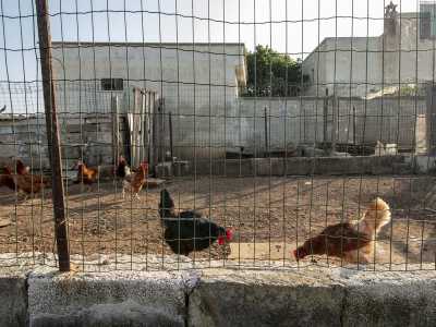 Intorno all�abitazione aleggia un calmo silenzio, rotto per� a un certo punto da un acuto verso di animale. Un piccolo angolo della propriet� � infatti racchiuso da una recinzione...